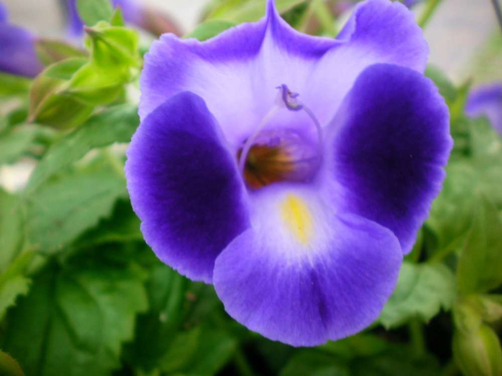 Lila torenia kauai blume samen for anpflanzung - hardy variety, heirloom & gmo free samen for home garten
 
 sale samen for anpflanzung in home garten
