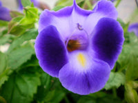 Lila torenia kauai blume samen for anpflanzung - hardy variety, heirloom & gmo free samen for home garten
 
 sale samen for anpflanzung in home garten