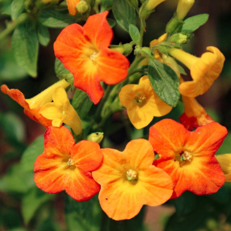 Streptosolen blume samen for anpflanzung wildflower mix heirloom & gmo free samen for home garten 
 
 sale for anpflanzung in home garten