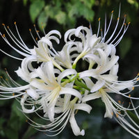 Weiß lycoris radiata blume samen for anpflanzung colorful display heirloom & gmo free samen for home garten
 
 sale samen for home garten anpflanzung