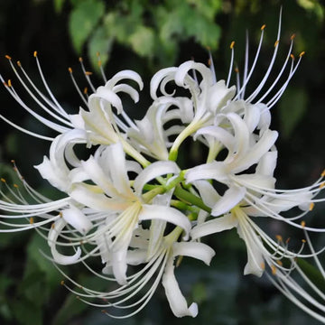 Weiß lycoris radiata blume samen for anpflanzung colorful display heirloom & gmo free samen for home garten
 
 sale samen for home garten anpflanzung