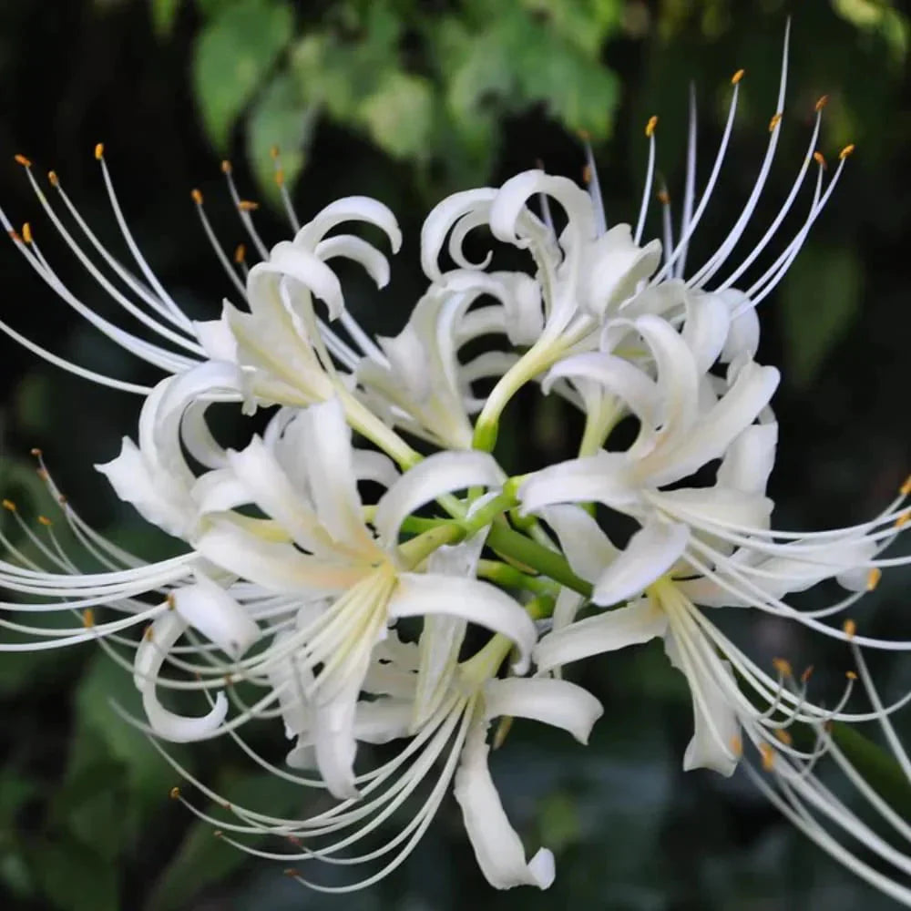 Lycoris Radiata Blumensamen zur Aussaat Schnitt Blume beliebt Traditionssorte & ohne Gentechnik Samen Hausgarten