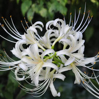 Lycoris Radiata Blumensamen zur Aussaat Schnitt Blume beliebt Traditionssorte & ohne Gentechnik Samen Hausgarten