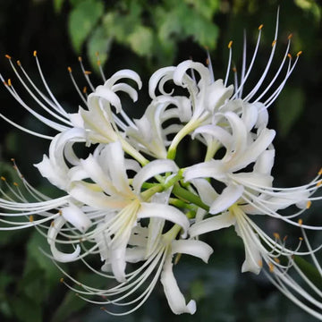 Lycoris Radiata Blumensamen zur Aussaat Schnitt Blume beliebt Traditionssorte & ohne Gentechnik Samen Hausgarten