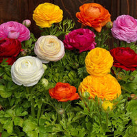 Mixed ranunculus blume samen for anpflanzung - drought tolerant, heirloom & gmo free samen for home garten
 
 sale samen for anpflanzung in home garten