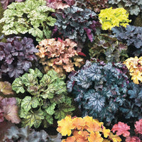 Mix heuchera champagne blume samen for anpflanzung pollinator friendly heirloom & gmo free samen for home garten 
 
 sale samen for home garten anpflanzung