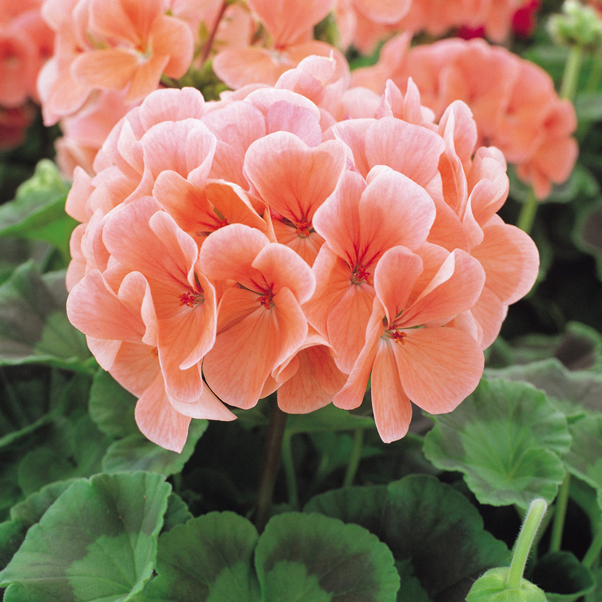 Peach geranium blume samen for anpflanzung vibrant colors heirloom & gmo free samen for home garten 
 
 sale samen for home garten anpflanzung