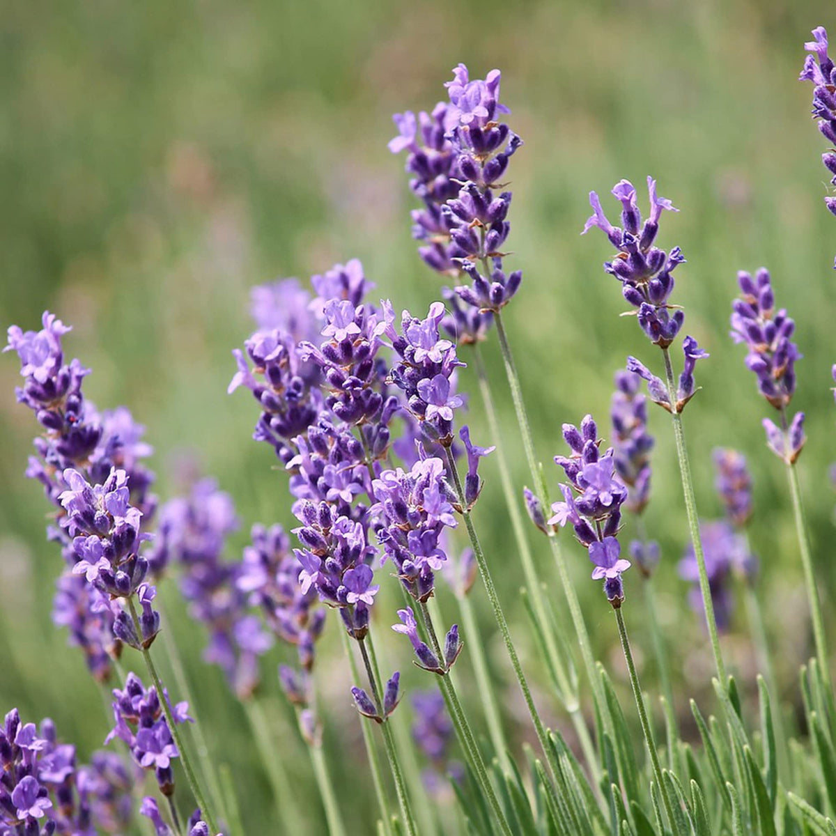 Lavender fragrant blume samen for anpflanzung long bloom season heirloom & gmo free samen for home garten 
 
 sale samen for home garten anpflanzung