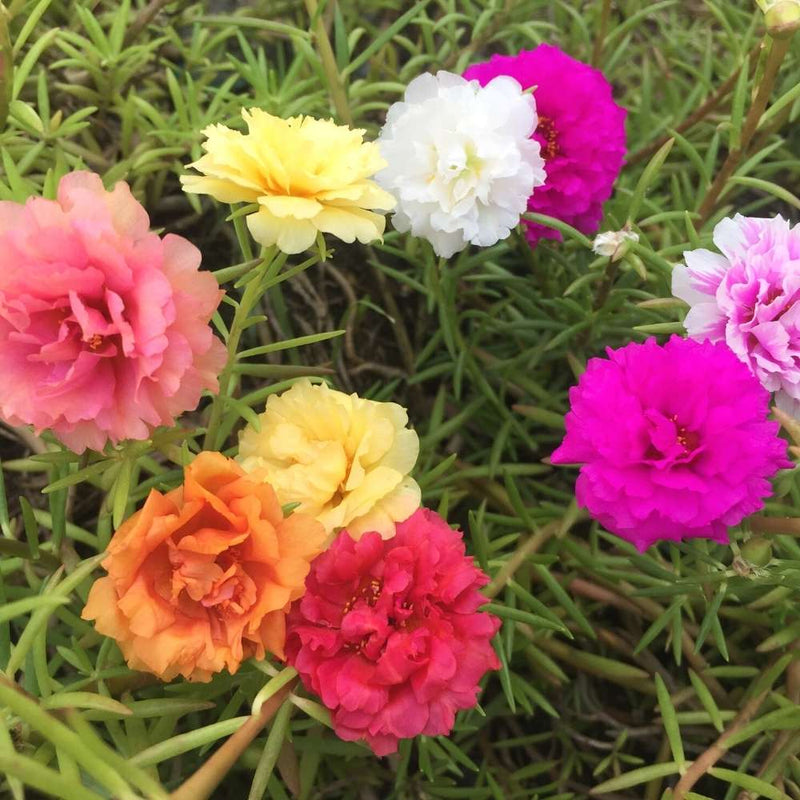 Portulaca blume samen for anpflanzung bright blooms heirloom & gmo free samen for home garten 
 
 sale samen for home garten anpflanzung