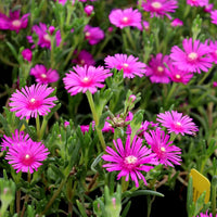 Rosa table mountain blume samen for anpflanzung low maintenance heirloom & gmo free samen for home garten 
 
 sale samen for home garten anpflanzung