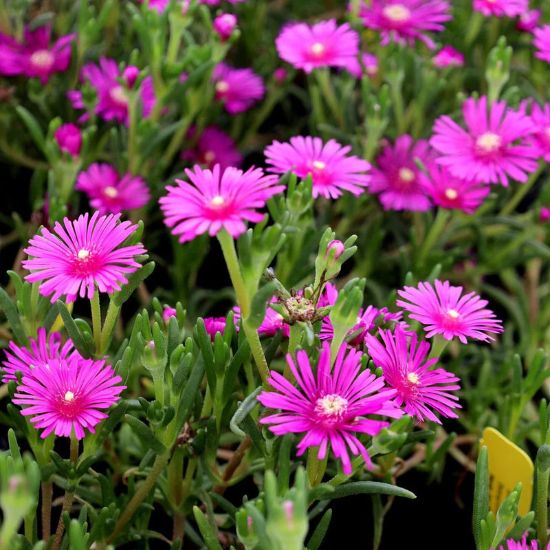 Rosa table mountain blume samen for anpflanzung low maintenance heirloom & gmo free samen for home garten
sale samen for home garten anpflanzung