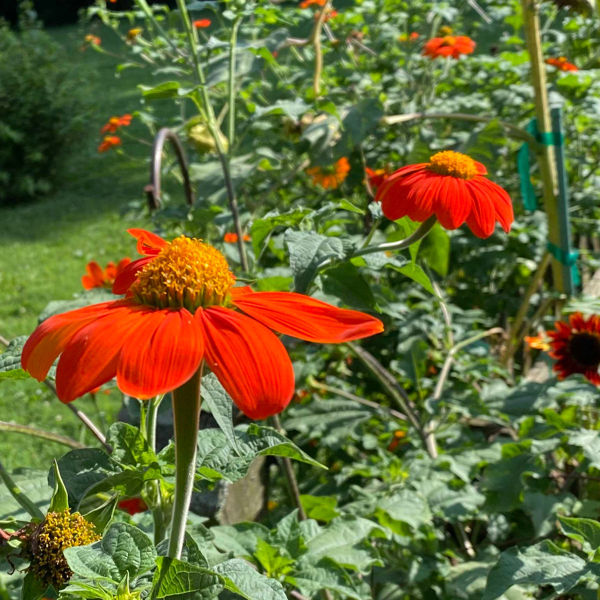 Mexican sunflower samen for anpflanzung shade tolerant heirloom & gmo free samen for home garten 
 
 sale for anpflanzung in home garten