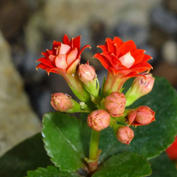 Kalanchoe blossfeldiana blume samen for anpflanzung - long bloom season, heirloom & gmo free samen for home garten
 
 sale for anpflanzung in home garten