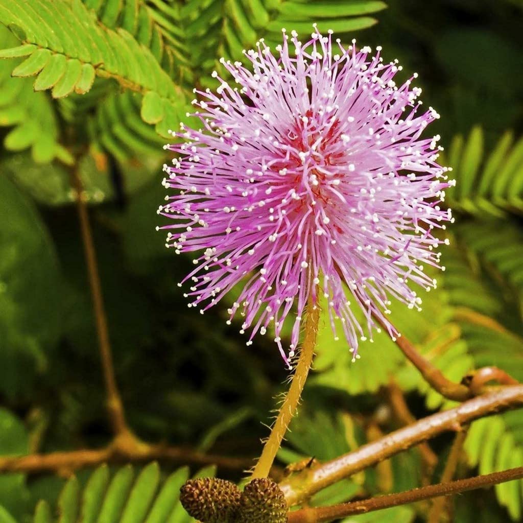 Rosa mimosa pudica blume samen for anpflanzung easy to grow heirloom & gmo free samen for home garten 
 
 sale samen for home garten anpflanzung