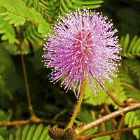 Rosa mimosa pudica blume samen for anpflanzung easy to grow heirloom & gmo free samen for home garten 
 
 sale samen for home garten anpflanzung