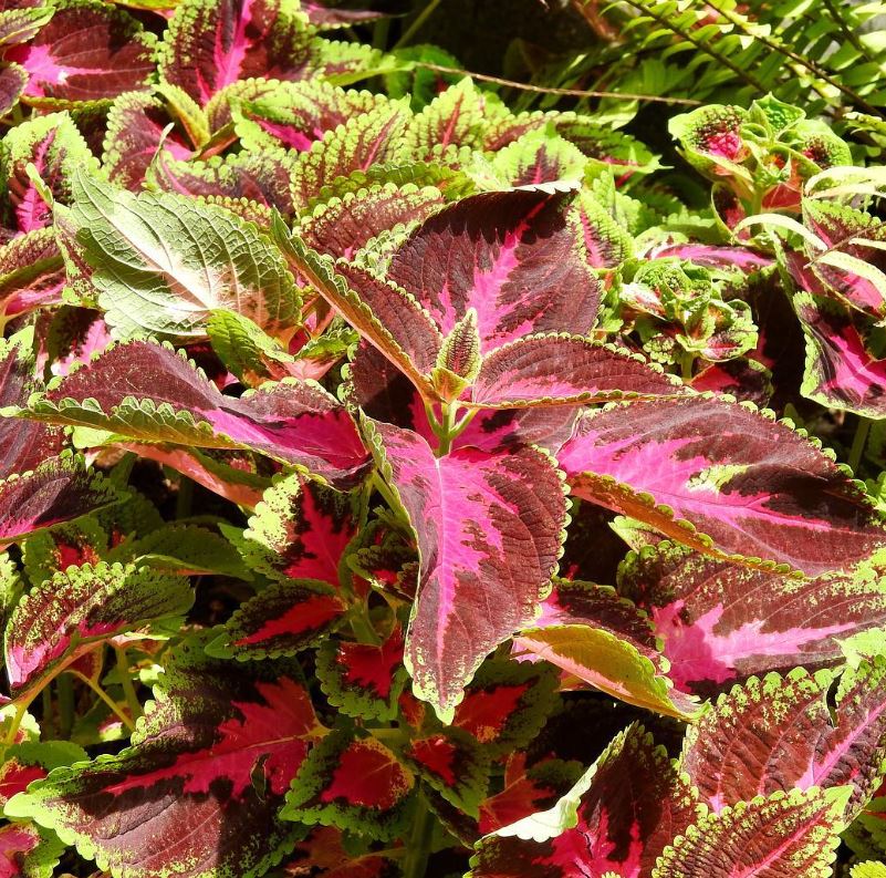 Coleus samen blume samen for anpflanzung sun loving heirloom & gmo free samen for home garten 
 
 sale samen for home garten anpflanzung