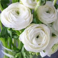Ranunculus asiaticus blume samen for anpflanzung vibrant colors heirloom & gmo free samen for home garten 
 
 sale samen for home garten anpflanzung