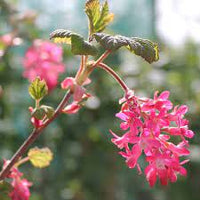Rosa ribes sanguineum blume samen for anpflanzung - perfect for borders, heirloom & gmo free samen for home garten
 
 sale samen for anpflanzung in home garten