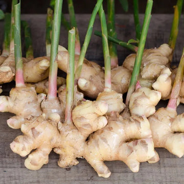 Braun ginger blume samen for anpflanzung garten favorite heirloom & gmo free samen for home garten 
 
 sale samen for home garten anpflanzung
