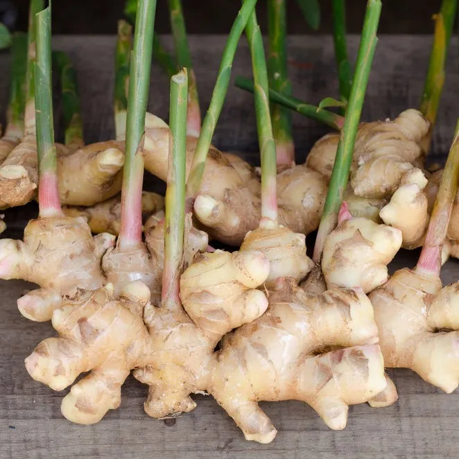 Braun ginger blume samen for anpflanzung garten favorite heirloom & gmo free samen for home garten 
 
 sale samen for home garten anpflanzung