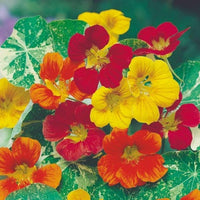 Mixed nasturtium blume samen for anpflanzung fragrant blossoms heirloom & gmo free samen for home garten 
 
 sale samen for home garten anpflanzung