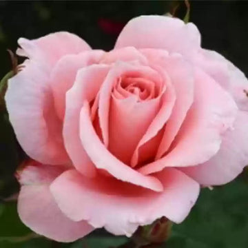 Rosa david austin rose blume samen for anpflanzung fragrant blossoms heirloom & gmo free samen for home garten 
 
 sale samen for home garten anpflanzung
