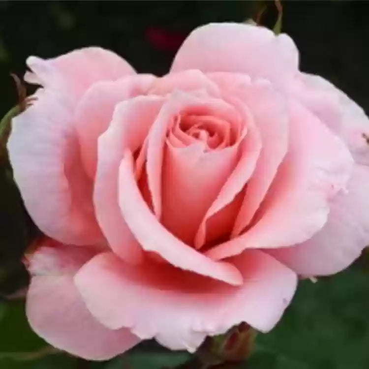 Rosa david austin rose blume samen for anpflanzung fragrant blossoms heirloom & gmo free samen for home garten 
 
 sale samen for home garten anpflanzung