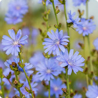 Blau cichorium blume samen for anpflanzung - garten favorite, heirloom & gmo free samen for home garten
 
 sale samen for anpflanzung in home garten