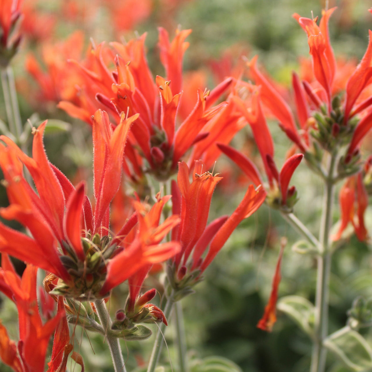 Hummingbird blume samen for anpflanzung seasonal bloomer heirloom & gmo free samen for home garten 
 
 sale samen for home garten anpflanzung