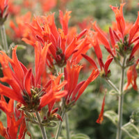 Hummingbird blume samen for anpflanzung seasonal bloomer heirloom & gmo free samen for home garten 
 
 sale samen for home garten anpflanzung