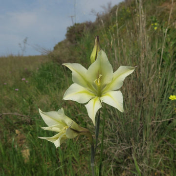 Gladiolus tristis blume samen for anpflanzung colorful display heirloom & gmo free samen for home garten
 
 sale samen for home garten anpflanzung