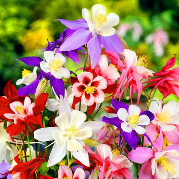 Mixed aquilegia blume samen for anpflanzung garten favorite heirloom & gmo free samen for home garten 
 
 sale samen for home garten anpflanzung