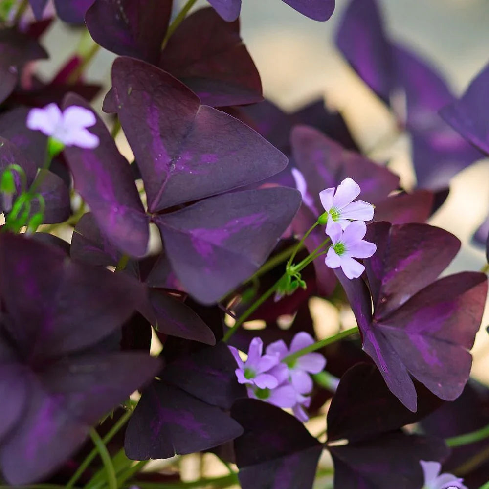 Lila oxalis stricta blume samen for anpflanzung drought tolerant heirloom & gmo free samen for home garten 
 
 sale samen for home garten anpflanzung