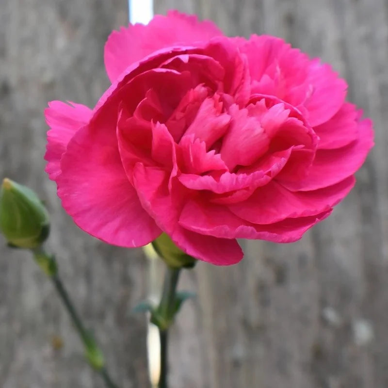 Deep rosa carnation blume samen for anpflanzung cut blume favorite heirloom & gmo free samen for home garten 
 
 sale samen for home garten anpflanzung