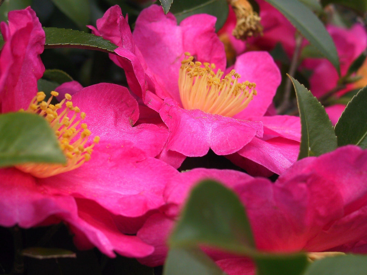 Rosa gelb camellia blume samen for anpflanzung - colorful display, heirloom & gmo free samen for home garten
 
 sale samen for anpflanzung in home garten