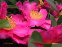 Rosa gelb camellia blume samen for anpflanzung - colorful display, heirloom & gmo free samen for home garten
 
 sale samen for anpflanzung in home garten