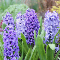 Hyacinthus blume samen for anpflanzung garten favorite heirloom & gmo free samen for home garten
 
 sale samen for home garten anpflanzung