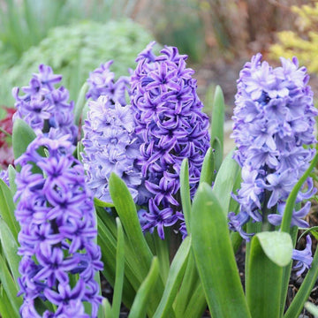 Hyacinthus blume samen for anpflanzung garten favorite heirloom & gmo free samen for home garten
 
 sale samen for home garten anpflanzung