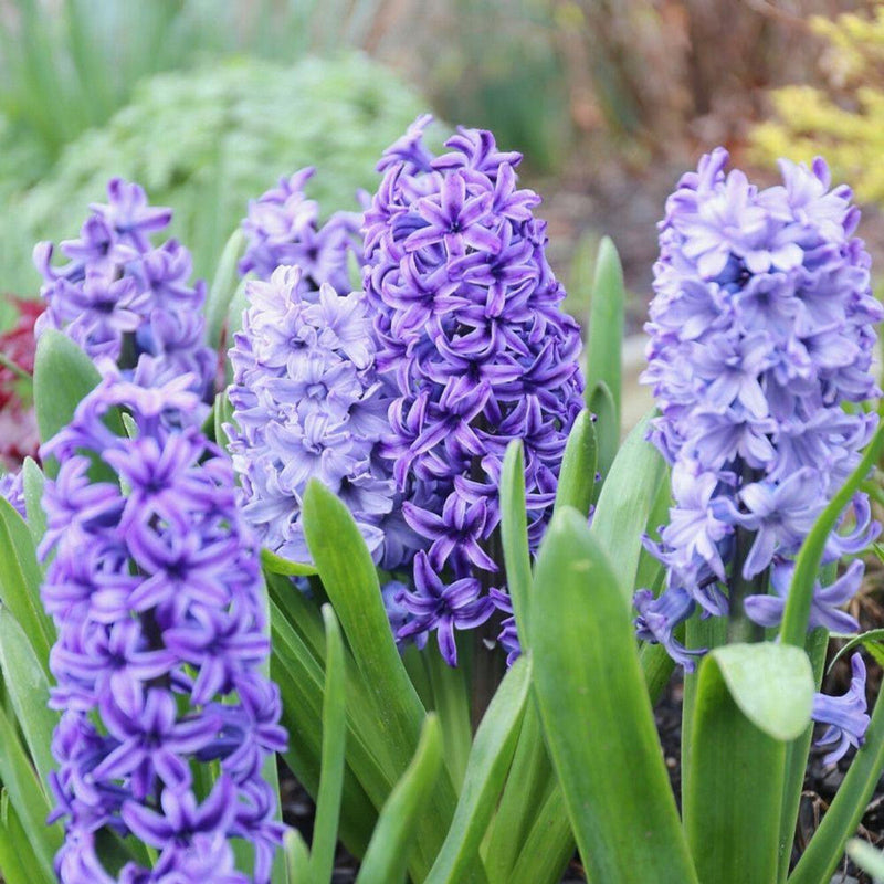 Hyacinthus blume samen for anpflanzung garten favorite heirloom & gmo free samen for home garten
 
 sale samen for home garten anpflanzung
