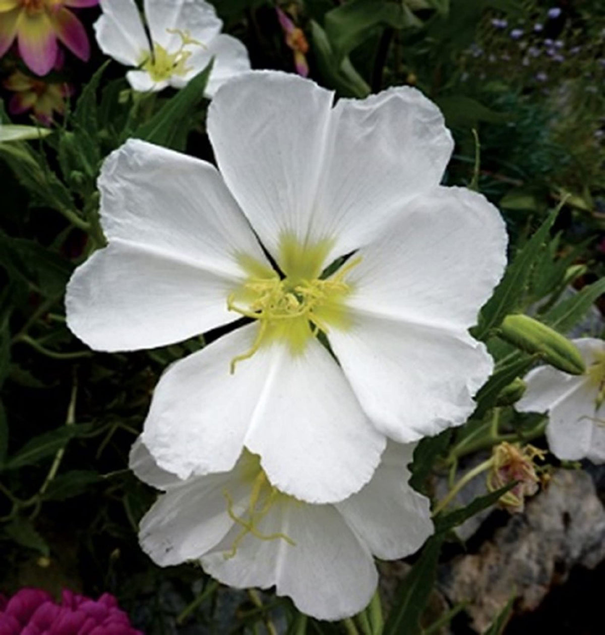 Weiß oenothera blume samen for anpflanzung - wildflower mix, heirloom & gmo free samen for home garten
 
 sale for anpflanzung in home garten