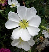 Weiß oenothera blume samen for anpflanzung - wildflower mix, heirloom & gmo free samen for home garten
 
 sale for anpflanzung in home garten