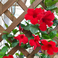 Dipladenia blume samen for anpflanzung colorful display heirloom & gmo free samen for home garten 
 
 sale for anpflanzung in home garten