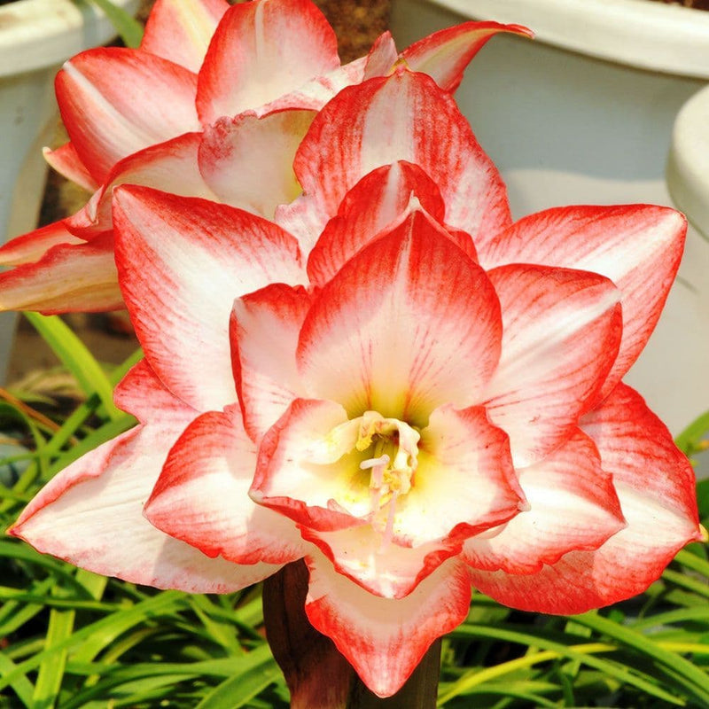 Rot weiß hippeastrum rutilum blume samen for anpflanzung fragrant blossoms heirloom & gmo free samen for home garten 
 
 sale samen for home garten anpflanzung