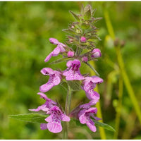 Lila marsh woundwort blume samen for anpflanzung seasonal bloomer heirloom & gmo free samen for home garten
 
 sale samen for home garten anpflanzung