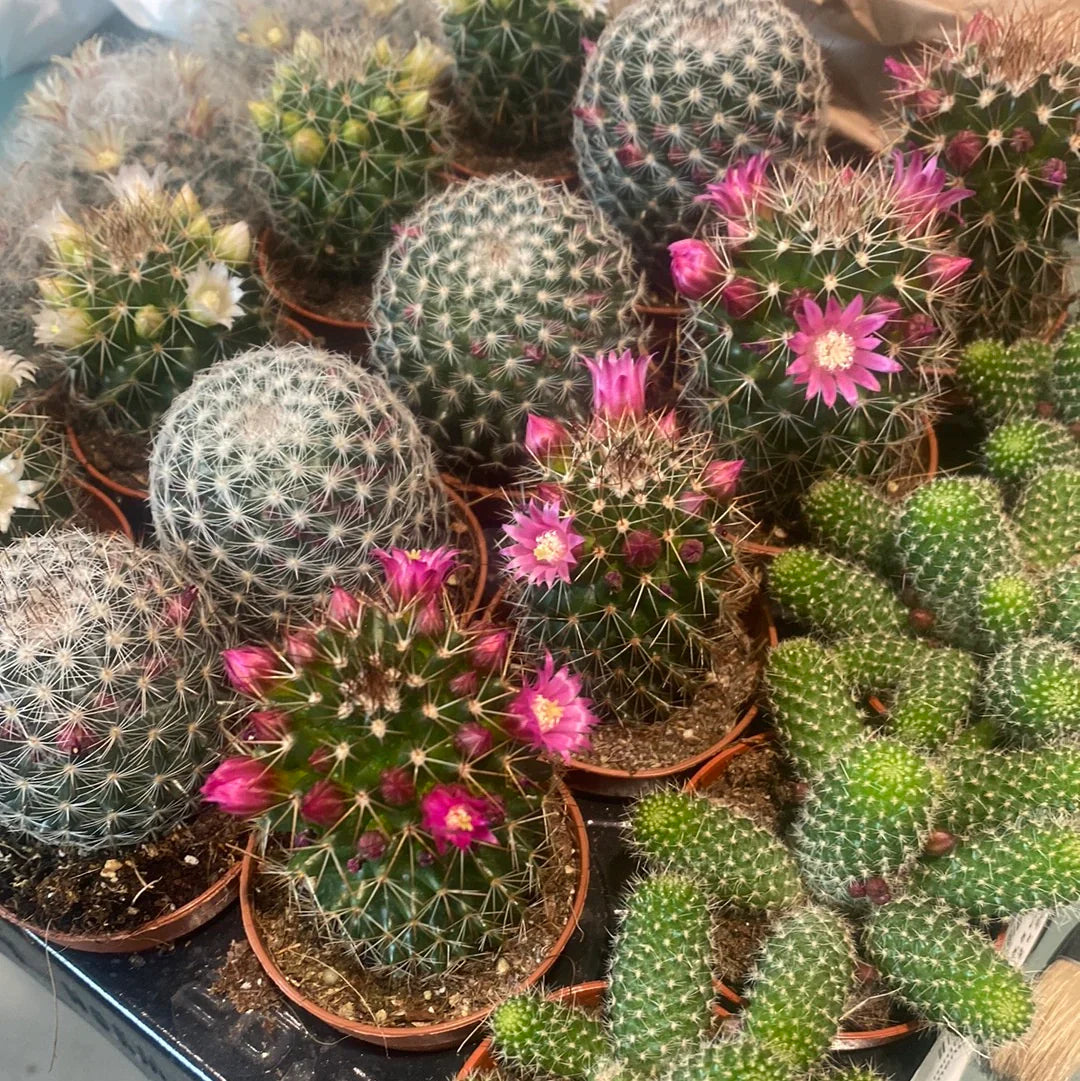 Mixed mammillaria blume samen for anpflanzung colorful display heirloom & gmo free samen for home garten
 
 sale samen for home garten anpflanzung