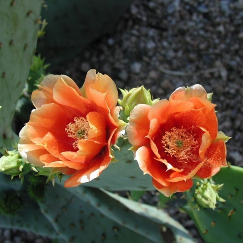 Orange opuntia blume samen for anpflanzung hardy variety heirloom & gmo free samen for home garten 
 
 sale samen for home garten anpflanzung