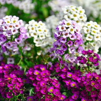 Alyssum perennial blume samen for anpflanzung perfect for borders heirloom & gmo free samen for home garten 
 
 sale samen for home garten anpflanzung