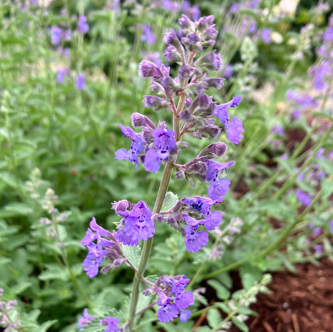 Lila catmint blume samen for anpflanzung sun loving heirloom & gmo free samen for home garten 
 
 sale samen for home garten anpflanzung