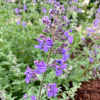 Lila catmint blume samen for anpflanzung sun loving heirloom & gmo free samen for home garten 
 
 sale samen for home garten anpflanzung