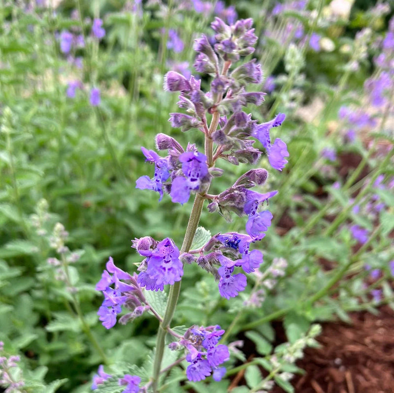 Lila catmint blume samen for anpflanzung sun loving heirloom & gmo free samen for home garten 
 
 sale samen for home garten anpflanzung